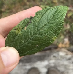 Stigmella ceanothi