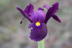 Iris filifolia