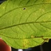 Stigmella ceanothi - Photo (c) Adam Kohl, algunos derechos reservados (CC BY-NC), subido por Adam Kohl