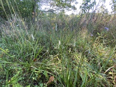 Spiranthes bightensis