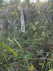 Spiranthes bightensis