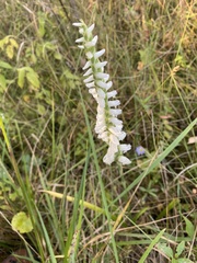 Spiranthes bightensis