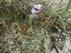 Vicia villosa pseudocracca