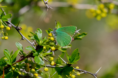 Callophrys rubi