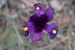Iris filifolia