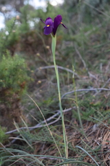 Iris filifolia