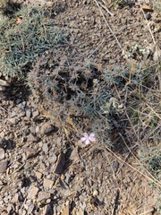 Dianthus humilis