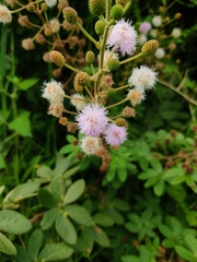 Mimosa albida