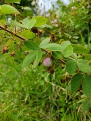 Mimosa albida