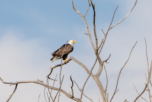 Bald Eagle photographed in Nebraska