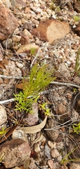 Serruria florida