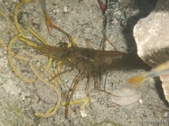 Macrobrachium acanthurus