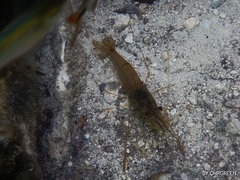 Macrobrachium acanthurus