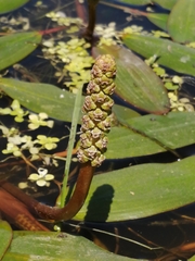 Potamogeton ferrugineus