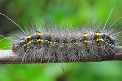 Lepidoptera
