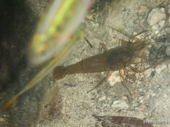 Macrobrachium acanthurus