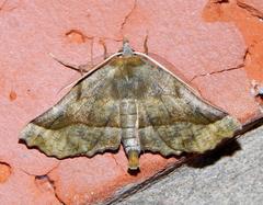 Drepanogynis determinata