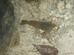 Macrobrachium acanthurus