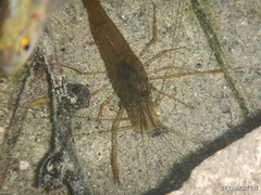 Macrobrachium acanthurus