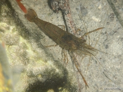 Macrobrachium acanthurus