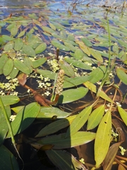 Potamogeton ferrugineus
