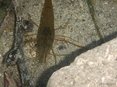 Macrobrachium acanthurus