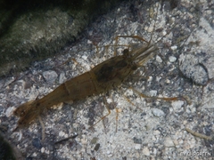 Macrobrachium acanthurus