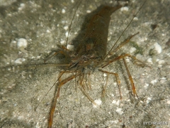 Macrobrachium acanthurus