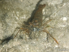 Macrobrachium acanthurus