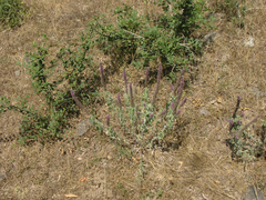 Teucrium hircanicum