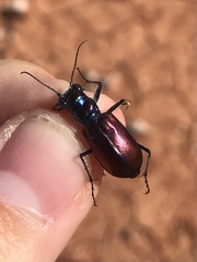 Cicindela pulchra