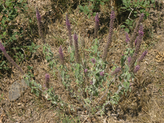 Teucrium hircanicum
