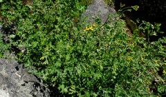 Cineraria alchemilloides