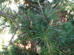 Cedrus