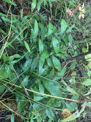 Polygala albida (Polygala albida)