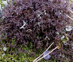 Cetraria muricata