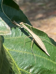 Eumusonia