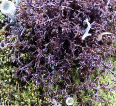Cetraria muricata