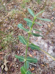 Asclepias obovata