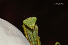 Sphodromantis