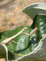 Eumusonia