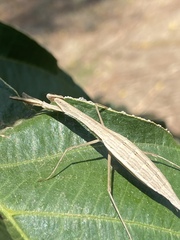 Eumusonia