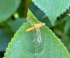 Coelopacidia
