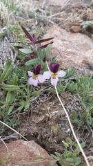 Viola beckwithii