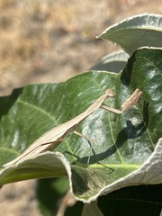 Eumusonia