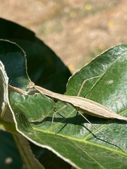 Eumusonia