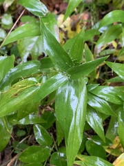 Dichanthelium latifolium