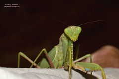 Sphodromantis