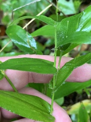Dichanthelium latifolium