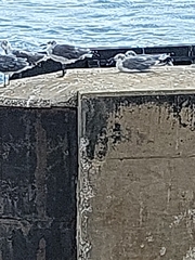 Leucophaeus atricilla